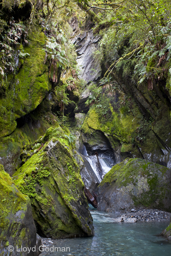 Mountain Stream, West Coast, New Zealand - photograph © Lloyd Godman