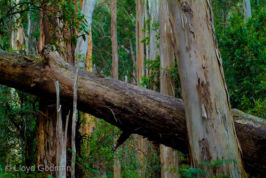 fallen tree Bush, Australia © Lloyd Godman