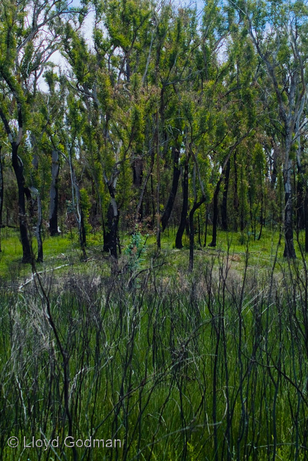  Regrowth Bush, Australia © Lloyd Godman
