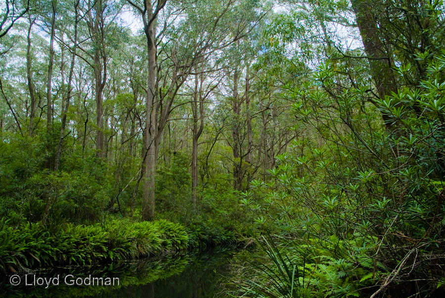 Bush stream , NSW, Australia 