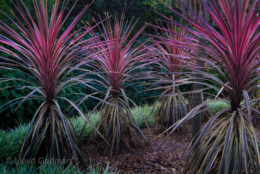 Cordyline australis, Sydney, Botanical Gardens - photograph - © Lloyd Godman