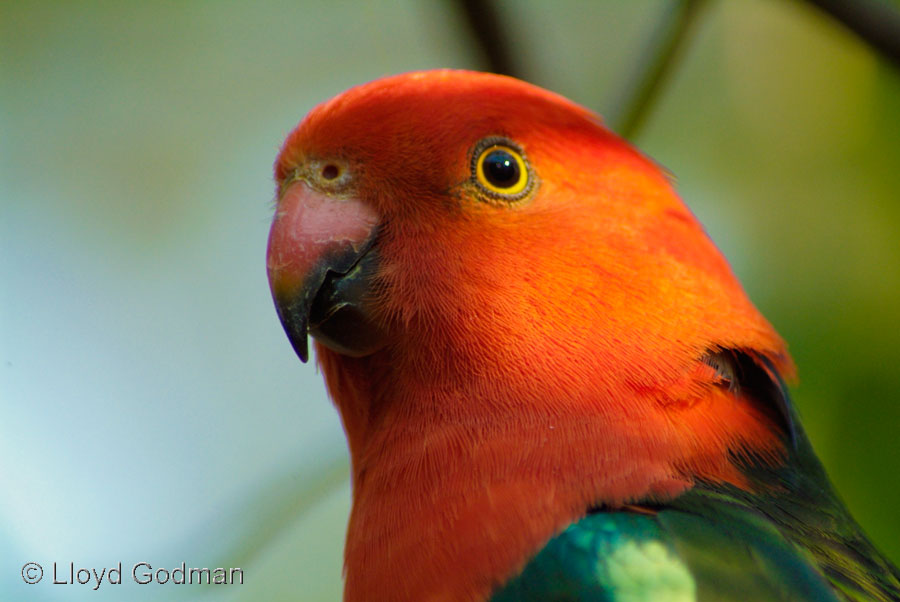 Male King Parrot  Australia