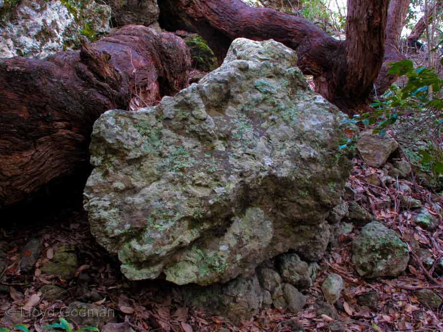 Rock in coastal forest, Mimosa Rocks, NSW, Australia - photograph © Lloyd Godman