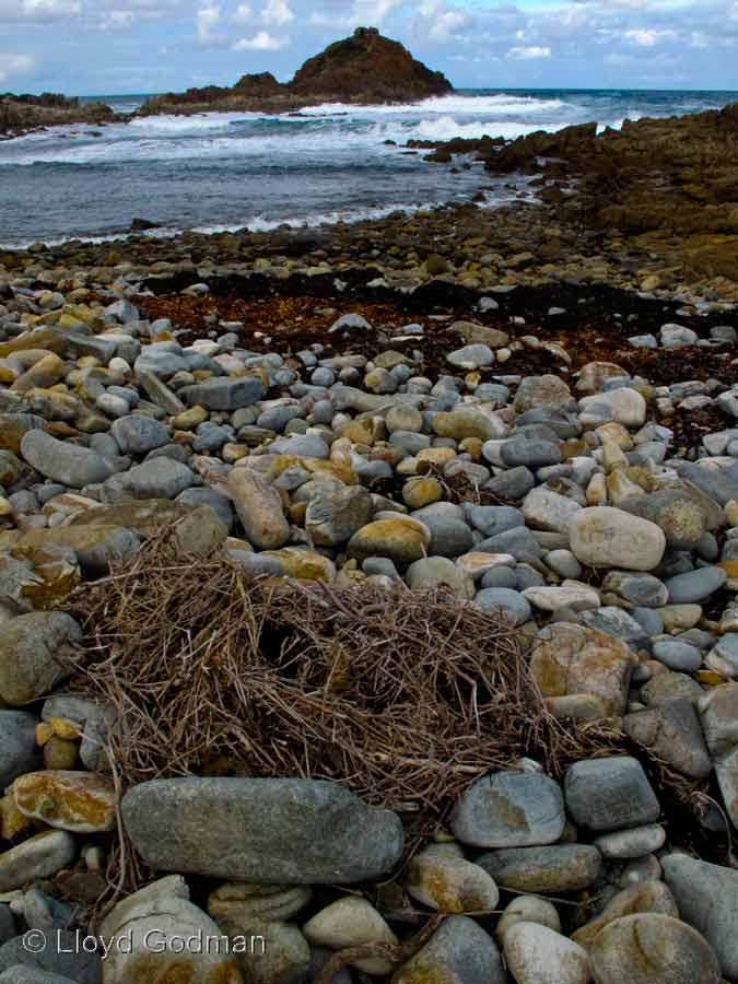 Coastal rock, Mimosa Rocks, NSW, Australia