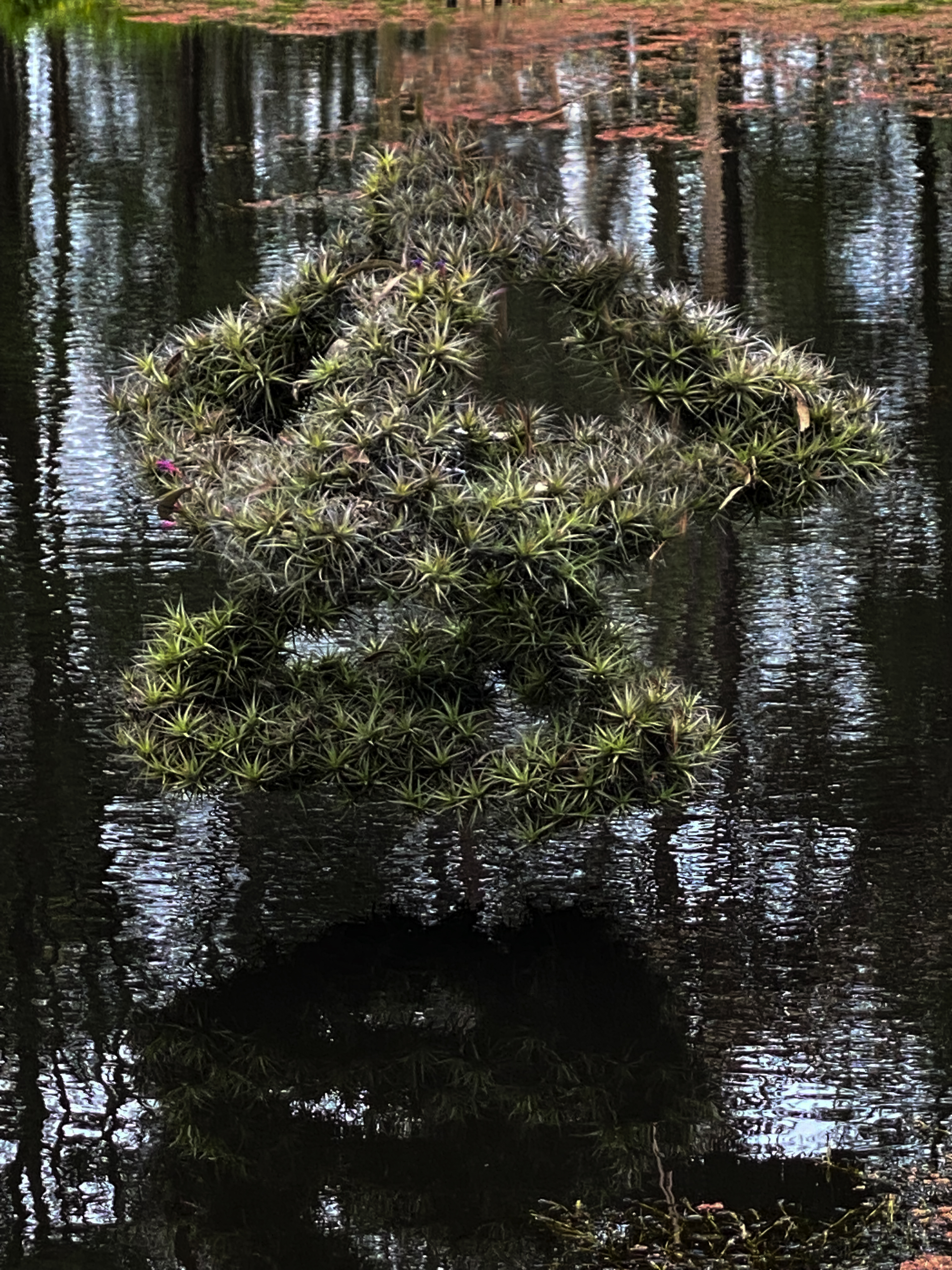 Tillandsia plant suspened rotating sculpture the Grove Gippsland by ecological artist Lloyd Godman