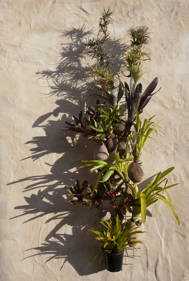 Shadow dance wall 1 - Suspended vertical wall garden of bromeliad plants - Lloyd Godman Dec 2010